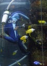 Diver Cleaning A Tank Royalty Free Stock Photo