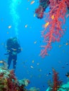 Diver and coral