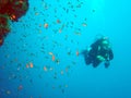 Diver and coral