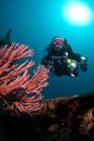 Diver and coral