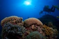 Diver on coral reef Royalty Free Stock Photo