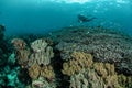 Diver, coral reef, anemone in Ambon, Maluku, Indonesia underwater photo