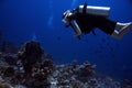 Diver. Coral reef