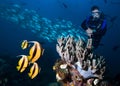 Diver, coral reef and fishes.
