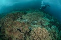 Diver, coral reef, mushroom leather coral in Ambon, Maluku, Indonesia underwater photo