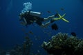 Diver. Coral reef Royalty Free Stock Photo