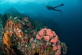 Diver, coral reef, sponge, sea fan in Ambon, Maluku, Indonesia underwater photo