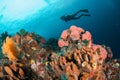 Diver, coral reef, sponge, sea fan in Ambon, Maluku, Indonesia underwater photo
