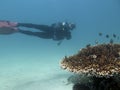 Diver and corals and fish under water in the Philippines