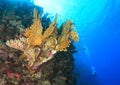 Diver diving by coral reef