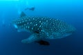 A diver swims alongside a huge female whale shark, Galapagos Islands Royalty Free Stock Photo