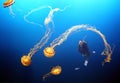 A Diver Encounters Purple-Striped Jellyfish in Monterey Bay, California