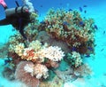 A Diver Enjoys a Colorful Coral Formation near Arno Atoll, Marshall Islands