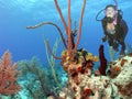A Diver Enjoys a Colorful Coral Reef in the Bahamas