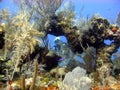 Diver enjoys a sunny dive