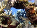 Diver enjoys a sunny dive