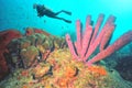 A Diver Enjoys a Vibrant Coral Reef off the Coast of Bonaire
