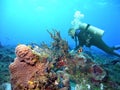 A Diver Examines a Colorful Coral Reef in Mexico`s Caribbean Sea