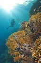 Diver exploring a coral reef Royalty Free Stock Photo