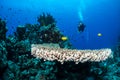 Scuba diving and exploring the coral reefs in the southern Red Sea of Egypt Royalty Free Stock Photo