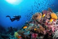 diver exploring underwater world, surrounded by schools of fish and coral reefs Royalty Free Stock Photo