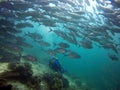 Diver facing a big shoal of fish Royalty Free Stock Photo