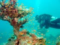 Diver with fan coral