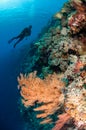 Diver, feather black coral in Banda, Indonesia underwater photo