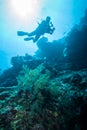 Diver and feather black coral in Derawan, Kalimantan, Indonesia underwater photo