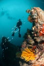 Diver, feather star, coral reef in Ambon, Maluku, Indonesia underwater photo Royalty Free Stock Photo