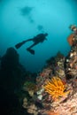 Diver, feather star, coral reef in Ambon, Maluku, Indonesia underwater photo Royalty Free Stock Photo