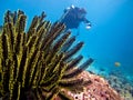 Diver and feather star