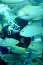 A diver feeding tropical fish in a caisson Royalty Free Stock Photo