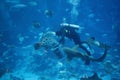 Diver fish feeding frenzy