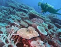 A Diver Fins Over a Variety of Coral off Arno Atoll, Marshall Islands