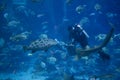 Diver fish feeding frenzy