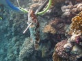 A diver fishing with harpoon irregularly a fish Hemichromis bimaculatus, in the Red Sea off the coast of Saudi Arabia