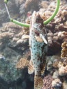 A diver fishing with harpoon irregularly a fish Hemichromis bimaculatus, in the Red Sea off the coast of Saudi Arabia