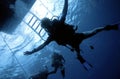 Diver Freefall Royalty Free Stock Photo