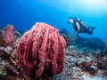 Diver and giant sponge Royalty Free Stock Photo