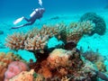 A Diver Glides Over Colorful Coral Formations in the Marshall Islands