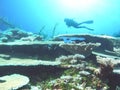 A Diver Glides Over Table Coral in the Pacific Ocean