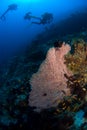 Diver and Gorgone coral Royalty Free Stock Photo