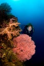 Diver and Gorgonia coral Indonesia Sulawesi Royalty Free Stock Photo