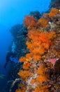 Diver and Gorgonia coral Indonesia Sulawesi Royalty Free Stock Photo