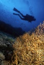 Diver and Gorgonian