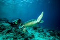 Diver and green sea turtle in Derawan, Kalimantan, Indonesia underwater photo Royalty Free Stock Photo