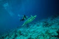 Diver and green sea turtle in Derawan, Kalimantan, Indonesia underwater photo Royalty Free Stock Photo