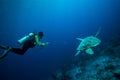 Diver and green sea turtle in Derawan, Kalimantan, Indonesia underwater photo Royalty Free Stock Photo
