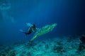 Diver and green sea turtle in Derawan, Kalimantan, Indonesia underwater photo Royalty Free Stock Photo